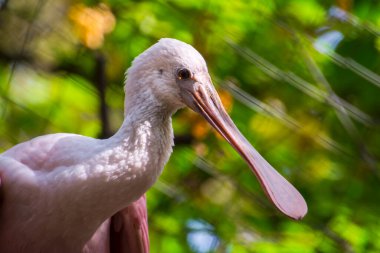 Roseate Spoonbill, bilimsel adı Platalea ajajaja.