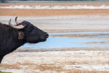 Evcil su bufalosu, bilimsel adı Bubalus bubalis