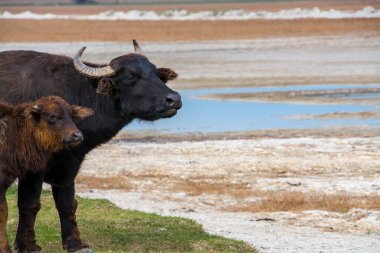 Evcil su bufalosu, bilimsel adı Bubalus bubalis