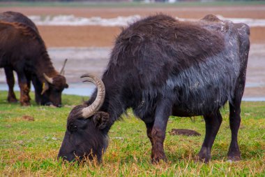 Evcil su bufalosu otluyor, bilimsel adı Bubalus bubalis
