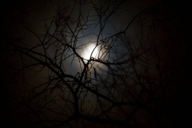Branches and moonlight in the dark in winter