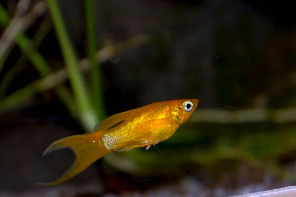 Molly Fish Its Scientific Name Poecilia Sphenops — Stock Photo, Image