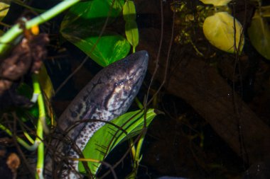 West African lungfish, its scientific name is Protopterus annectens