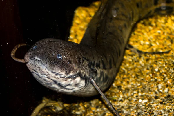 West African Lungfish Its Scientific Name Protopterus Annectens ストック画像
