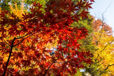 Japon akçaağaç yaprakları. Bilimsel adı Acer Palmatum.