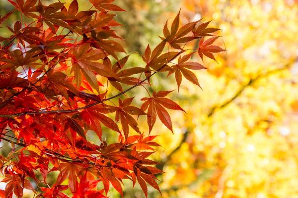 Blätter Des Japanischen Ahorns Wissenschaftlicher Name Acer Palmatum — Stockfoto