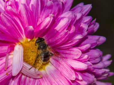 Aster çiçeği, bilimsel adı Aster Sp.