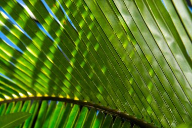 Hindistan cevizi palmiyesi yaprakları, bilimsel adı Cocos nucifera