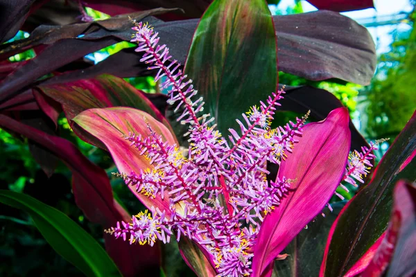 Palmier Lilas Fleur Son Nom Scientifique Est Cordyline Fruticosa — Photo