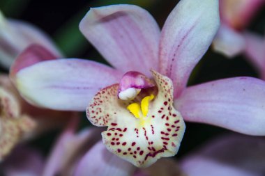 Botanik bahçesinde Cymbidium tekne orkidesi çiçeği