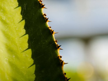Afrika süt ağacı, bilimsel adı Euphorbia trigona