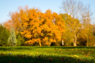 Bir kasım günü botanik bahçesinde bir açıklık