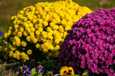 Cüce nergis, bilimsel adı Narcissus canaliculatus.