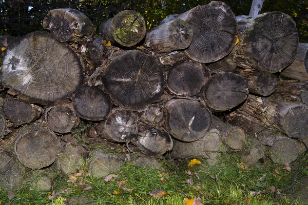 Sonbaharda Ormandaki Odun Yığını — Stok fotoğraf