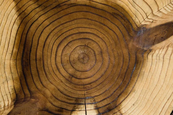 年輪を背景にした木製ディスクカット — ストック写真