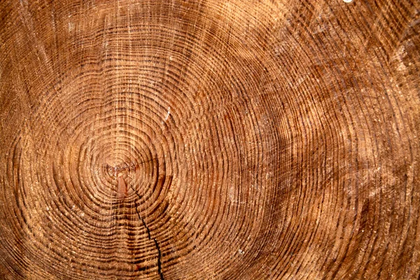 Drewniany Dysk Cięty Pierścieniami Rocznymi Jako Tło Zdjęcia Stockowe bez tantiem
