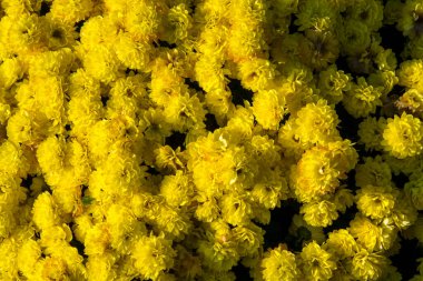 Cüce nergis, bilimsel adı Narcissus canaliculatus.