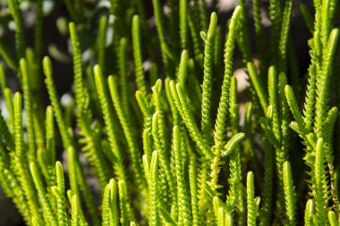 Rattail crassula, bilimsel adı Crassula muscosa