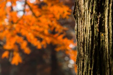 Kel selvi ağacının gövdesi. Bilimsel adı Taxodium distichum.