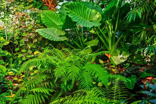 植物園の温室の熱帯の葉 ストックフォト