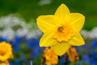 Vahşi nergis ya da Perhiz, bilimsel adı Narcissus pseudonarcissus.