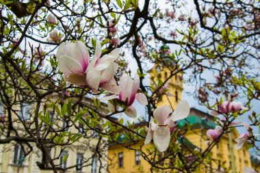 Magnolia ağacı. Bilimsel adı Magnolia x soulangeana. Szeged 'de belediye binasında.