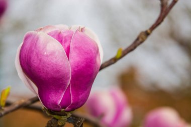 Magnolia ağacı, bilimsel adı Magnolia x soulangeana