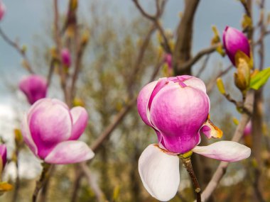 Magnolia ağacı, bilimsel adı Magnolia x soulangeana