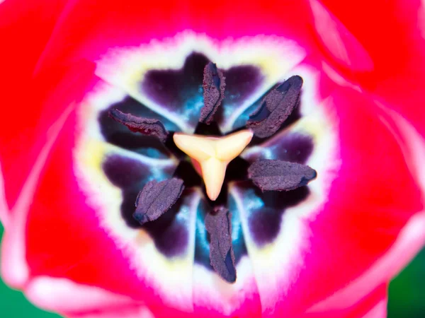 Red Flower Tulip Its Scientific Name Tulipa Gesneriana — Stock Photo, Image