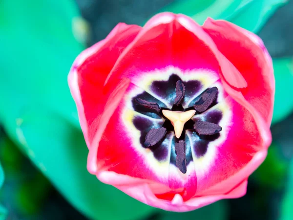 Flor Roja Del Tulipán Nombre Científico Tulipa Gesneriana —  Fotos de Stock