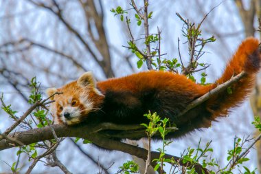Kızıl panda, bilimsel adı Ailurus fulgens