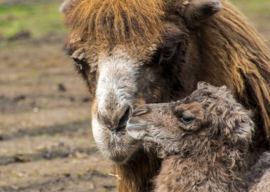 Yenidoğan Bactrian ya da iki hörgüçlü deve, bilimsel adı Camelus bactrianus