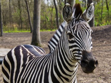 Zebranın bilimsel adı Equus quagga boehmi.