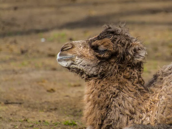 Newborn Bactrian Two Humped Camel Its Scientifc Name Camelus Bactrianus — Stock Photo, Image
