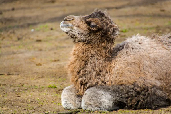 Neugeborenes Baktrisches Oder Zweibuckliges Kamel Sein Wissenschaftlicher Name Ist Camelus — Stockfoto