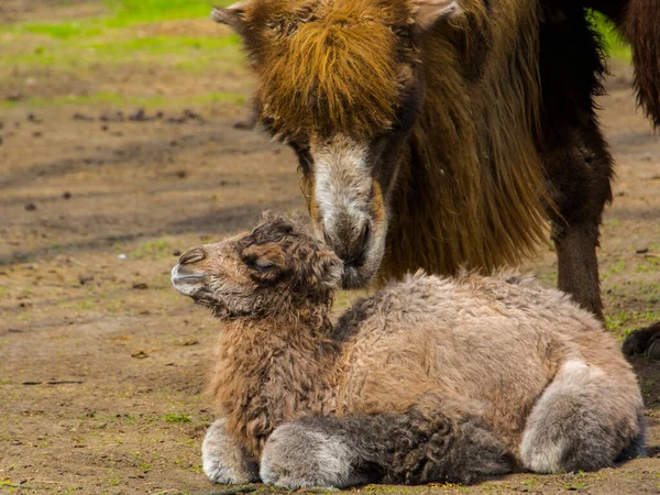 Newborn Bactrian Two Humped Camel Its Scientifc Name Camelus Bactrianus — Stock Photo, Image