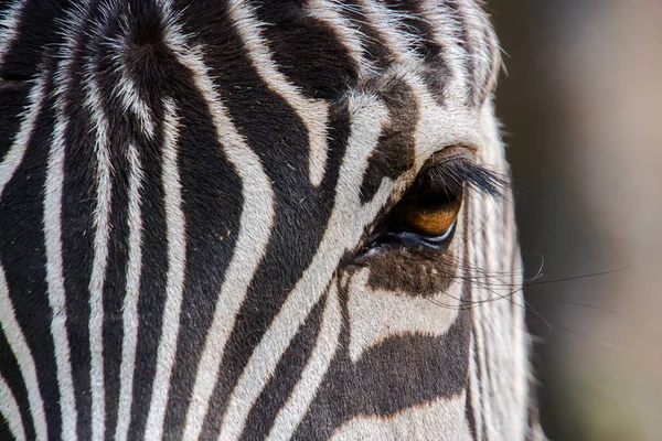 Details Van Een Vlakte Zebra Zijn Wetenschappelijke Naam Equus Quagga — Stockfoto