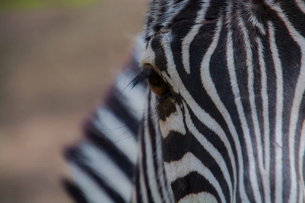 Szczegóły Równiny Zebra Jej Naukowe Nazwisko Equus Quagga Boehmi — Zdjęcie stockowe