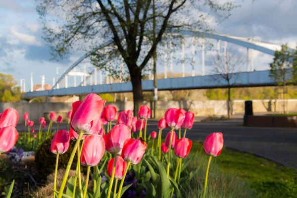 Красные Цветы Тюльпанов Сегеде Возле Городского Моста — стоковое фото