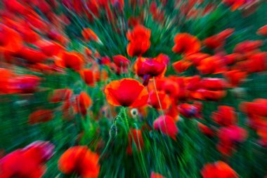 Poppy tarlası, bilimsel adı Papaver rhoeas.