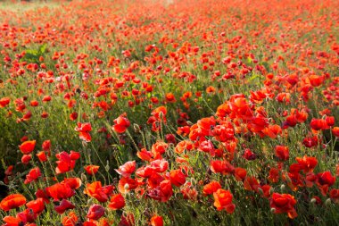 Poppy tarlası, bilimsel adı Papaver rhoeas.