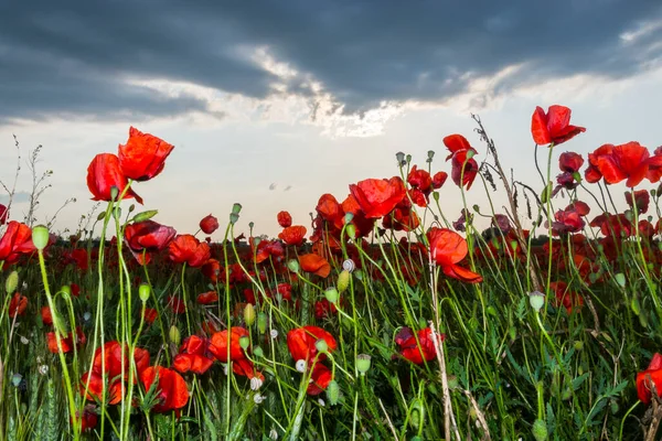 Poppy Tarlası Bilimsel Adı Papaver Rhoeas — Stok fotoğraf