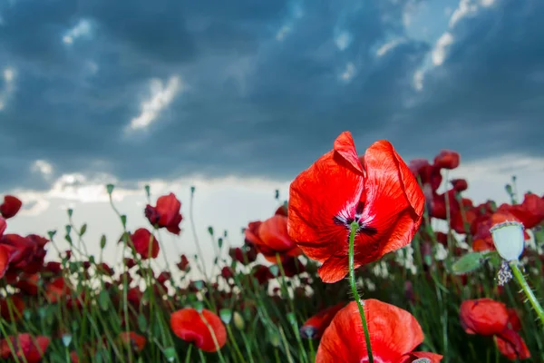 Poppy Tarlası Bilimsel Adı Papaver Rhoeas — Stok fotoğraf