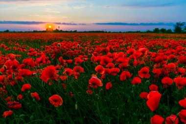 Poppy tarlası, bilimsel adı Papaver rhoeas.