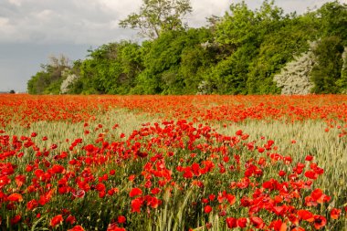 Poppy tarlası, bilimsel adı Papaver rhoeas.