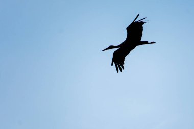 Bulutlu gökyüzünde uçan beyaz leylek, bilimsel adı Ciconia ciconia