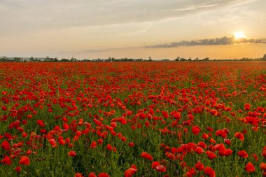 Poppy tarlası, bilimsel adı Papaver rhoeas.