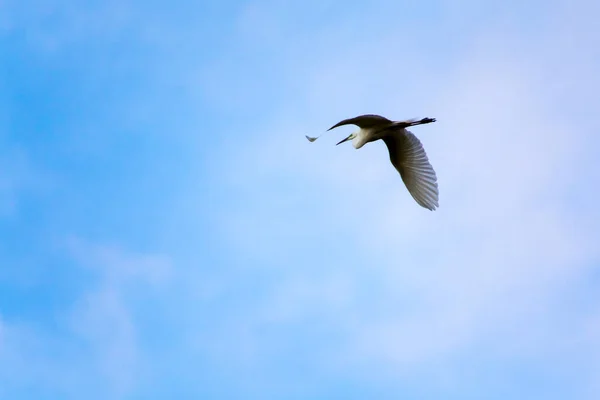Πετώντας Μεγάλη Egret Στο Συννεφιασμένο Ουρανό Επιστημονικό Του Όνομα Είναι — Φωτογραφία Αρχείου