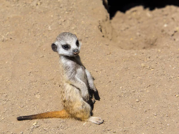 Meerkat Baby Επιστημονικό Του Όνομα Είναι Suricata Suricatta — Φωτογραφία Αρχείου