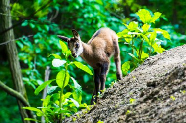 Chamois çocuğu, bilimsel adı Rupicapra rupicapra.